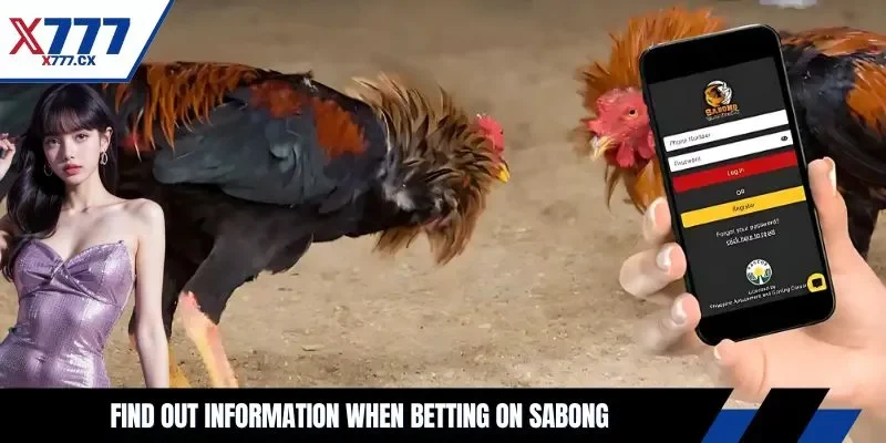 Find out information when betting on Sabong